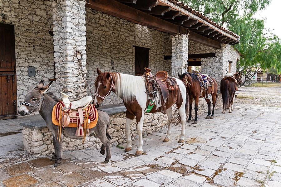 Mexico, 8 Bedrooms Bedrooms, ,21 BathroomsBathrooms,Residential,Active,51565