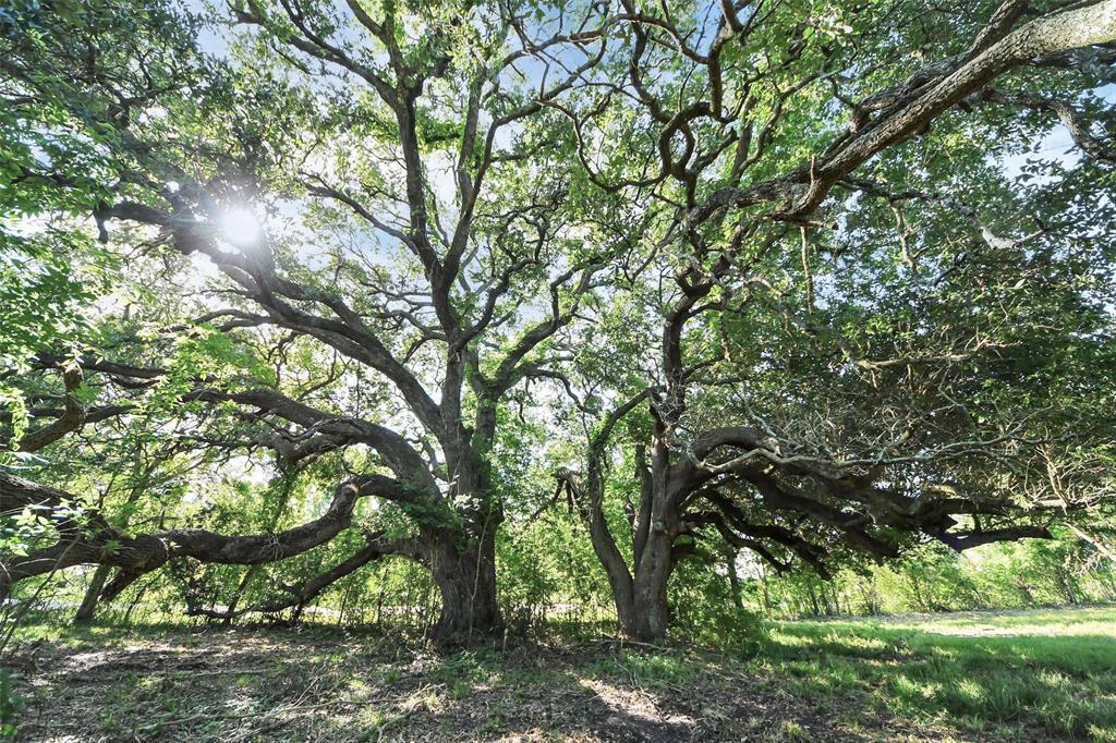 Patterson Road, Manvel, Texas image 2