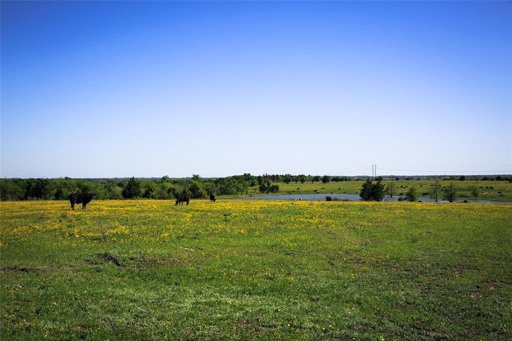 74 Acres Caney Creek Road, Chappell Hill, Texas image 10