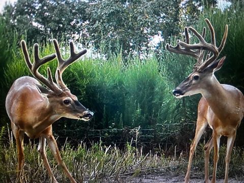 Vacant Land For Sale - TBD Off Fm 2781<br/> Kennard, TX 75847