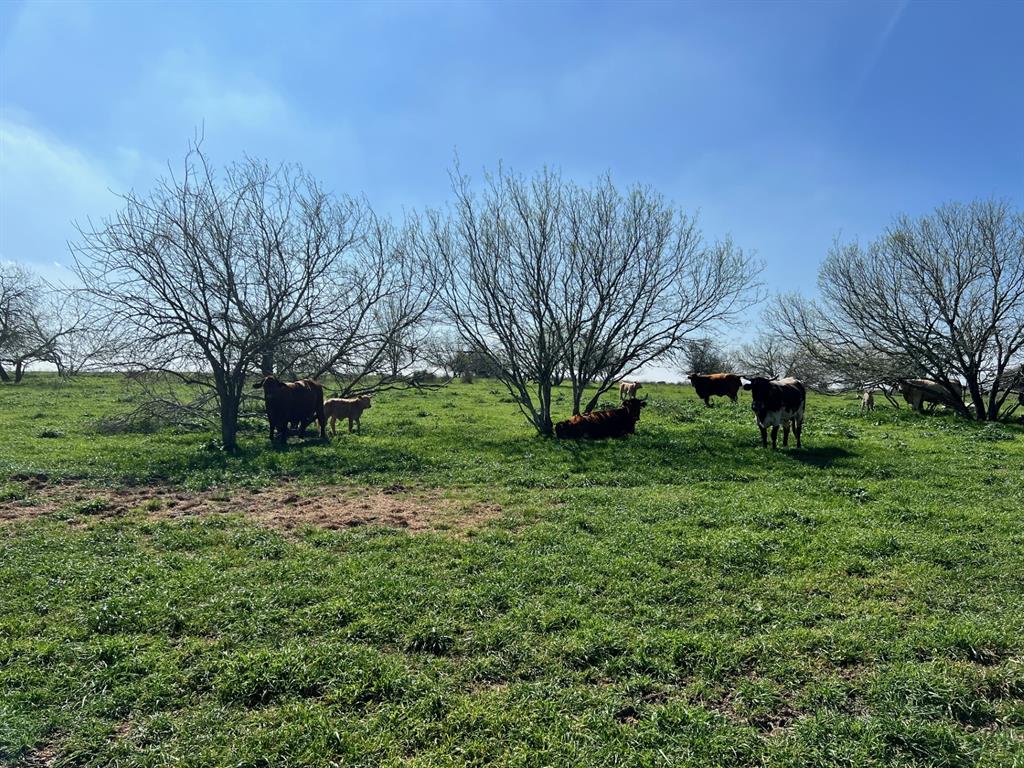 001 Blezinger Road, New Ulm, Texas image 39