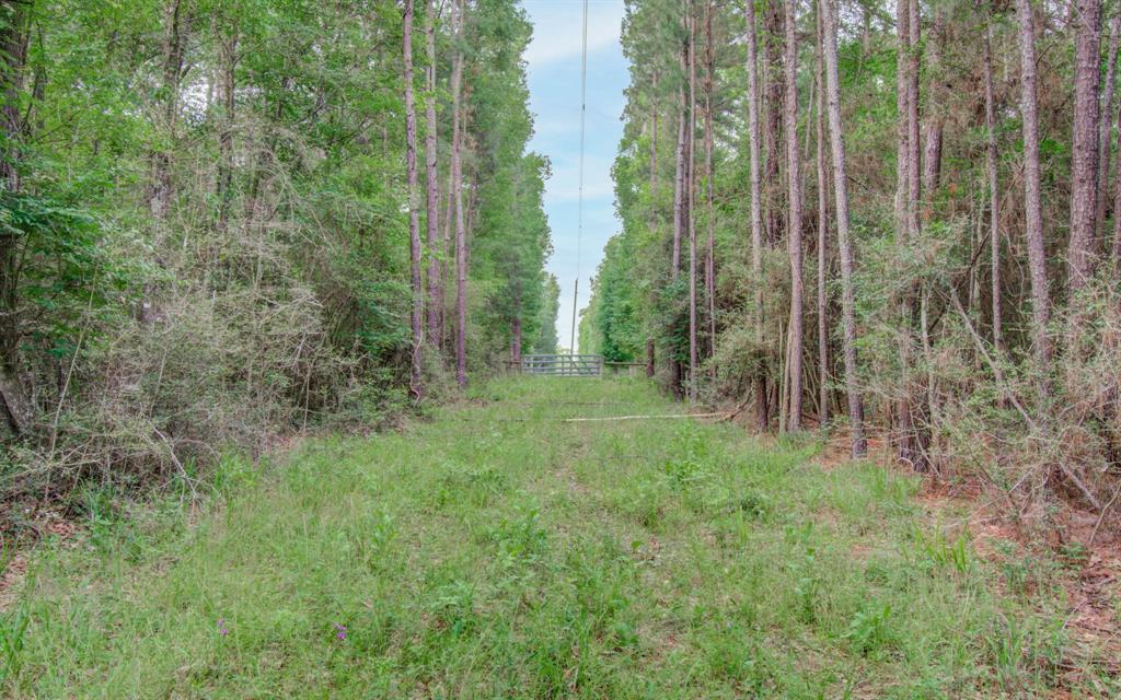 Winters Ranch Road, New Waverly, Texas image 10
