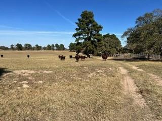 FM466 Pine Ranch Road, Seguin, Texas image 3