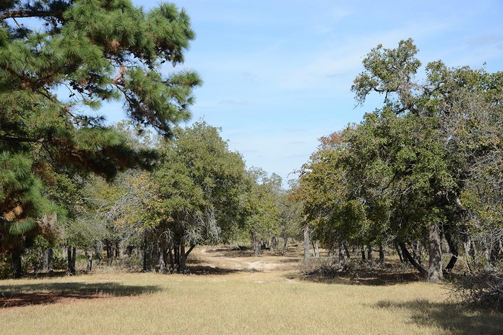 FM466 Pine Ranch Road, Seguin, Texas image 15