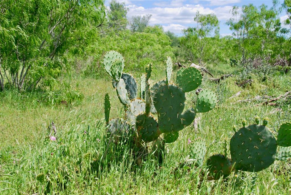 1835 Lehmann Road, San Marcos, Texas image 36