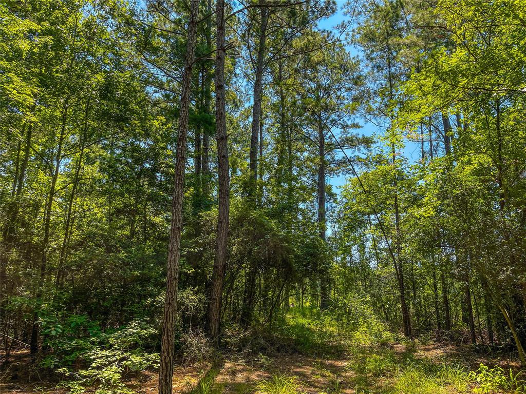 TBD Cr 3930, Colmesneil, Texas image 23