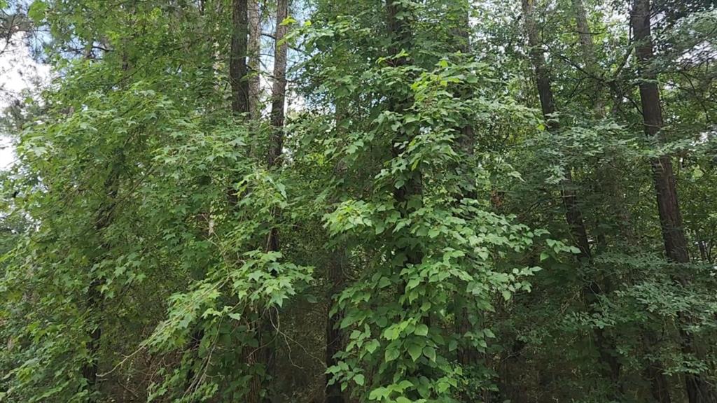 Lot 1 Pin Oak Drive