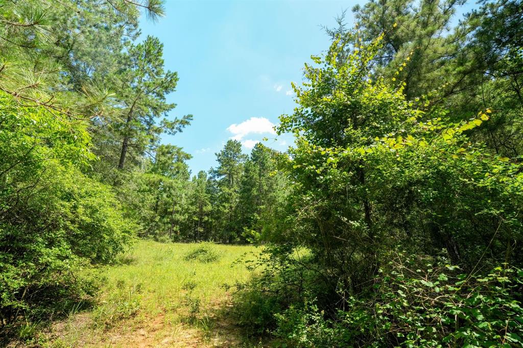 TBD 1 County Rd 3271, Mount Enterprise, Texas image 7