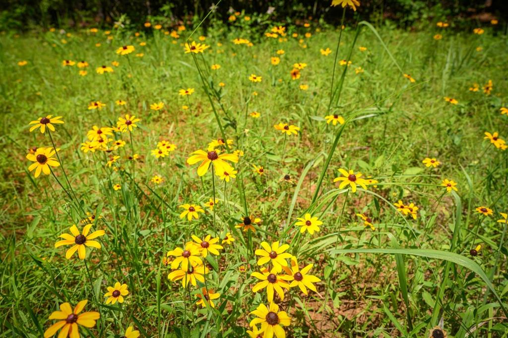 TBD 1 County Rd 3271, Mount Enterprise, Texas image 9