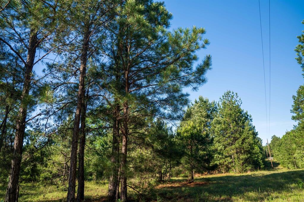 TBD 1 County Rd 3271, Mount Enterprise, Texas image 13