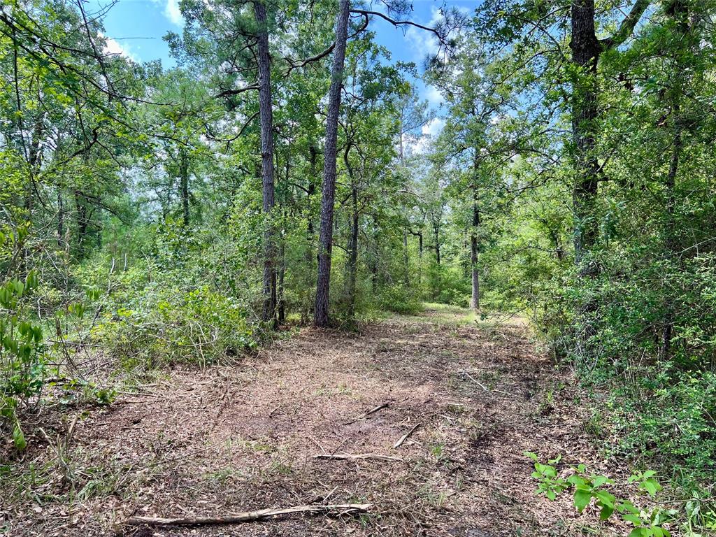 10+/- Acres Round Prairie Rd, Huntsville, Texas image 11