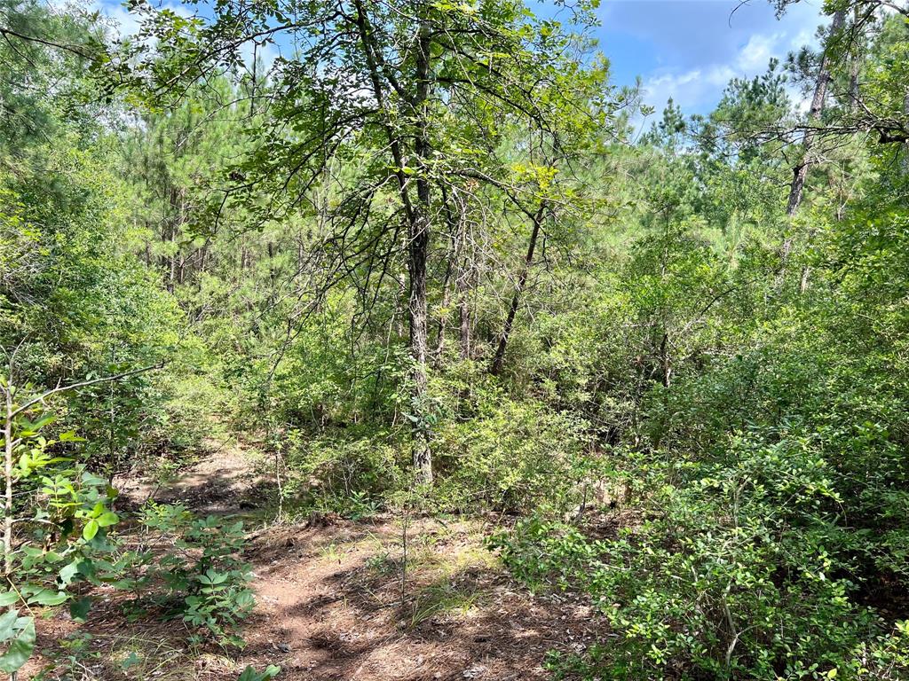 10+/- Acres Round Prairie Rd, Huntsville, Texas image 9