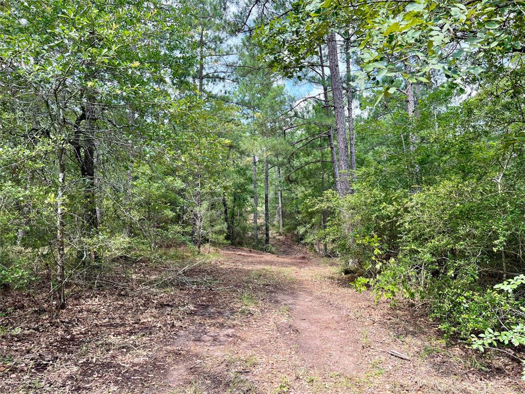 10+/- Acres Round Prairie Rd, Huntsville, Texas image 10