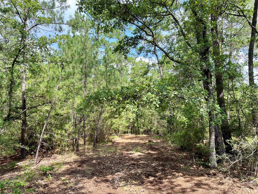 10+/- Acres Round Prairie Rd, Huntsville, Texas image 13