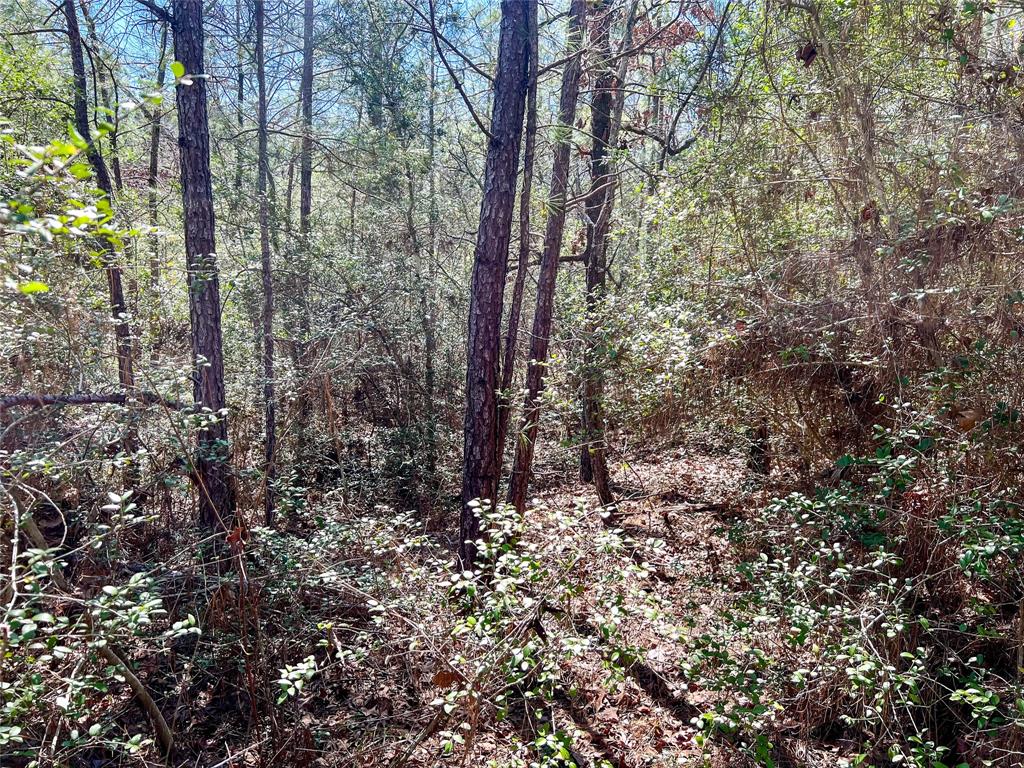 10+/- Acres Round Prairie Rd, Huntsville, Texas image 7