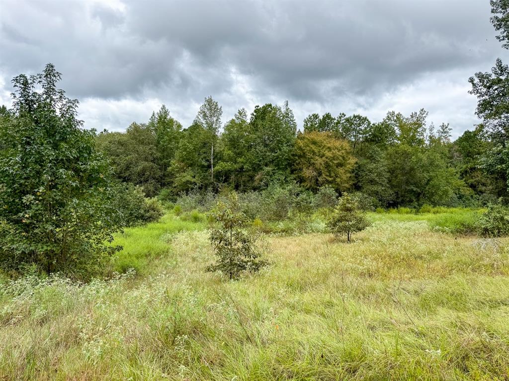 Jasmine Rd, Gilmer, Texas image 15