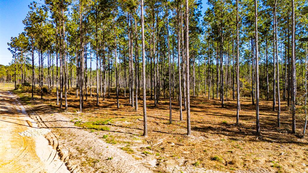 00141516 Big Buck Drive, Moscow, Texas image 3