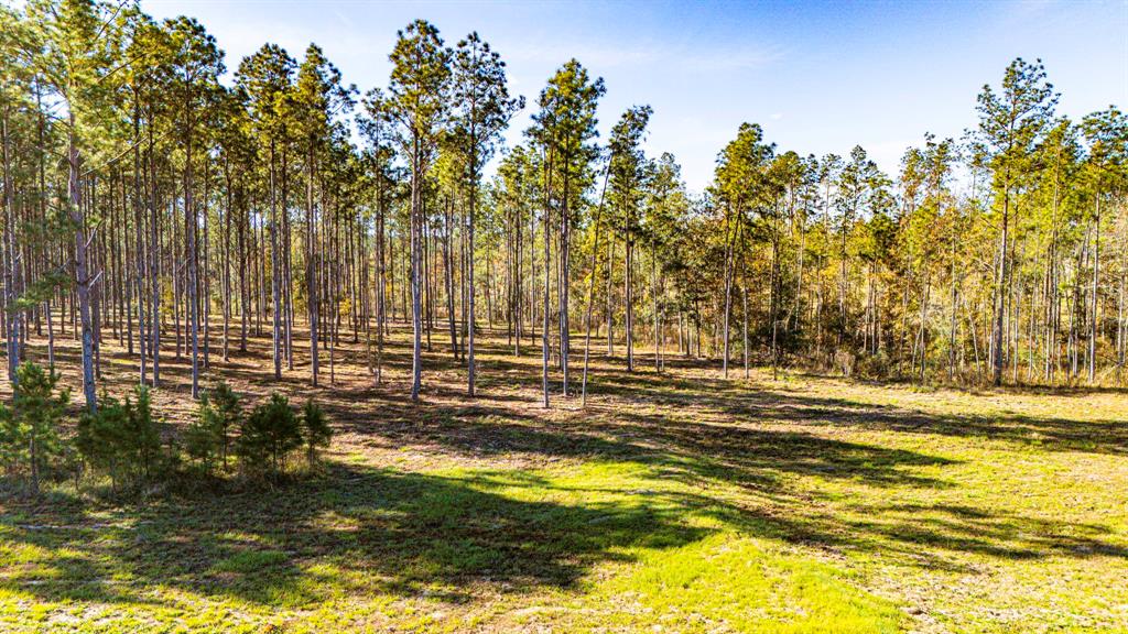 00141516 Big Buck Drive, Moscow, Texas image 1