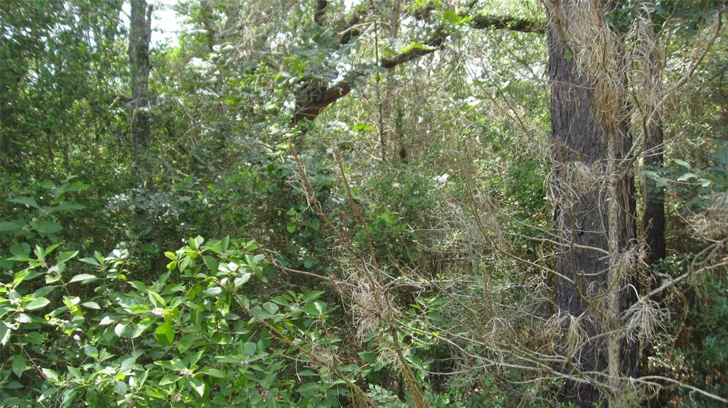 Lot 16 Mocking Bird, Hempstead, Texas image 14