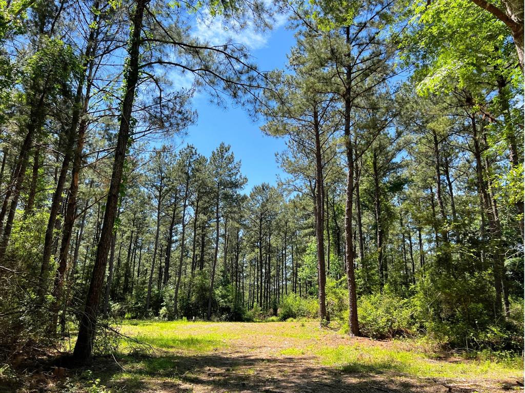 000 Morris Lane, Livingston, Texas image 10