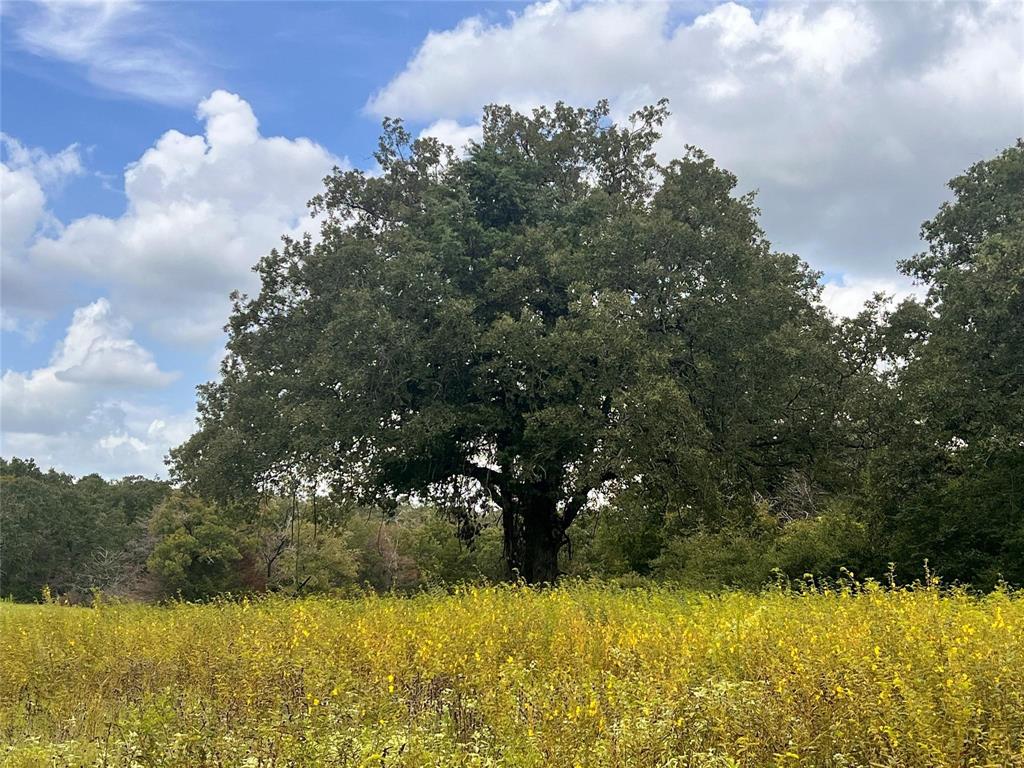 1192 County Road 762, Groesbeck, Texas image 26