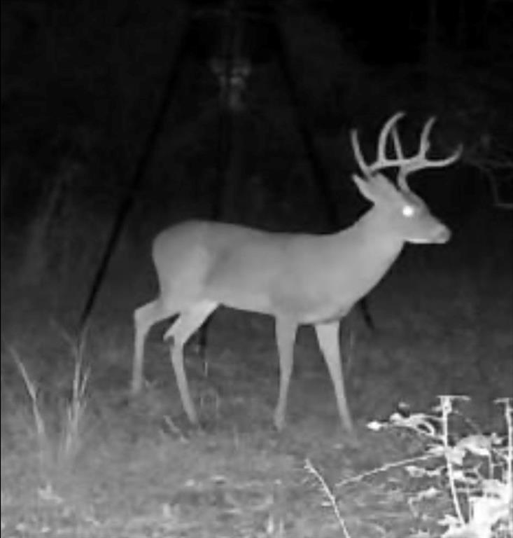 429 County Road 1130, Crockett, Texas image 23