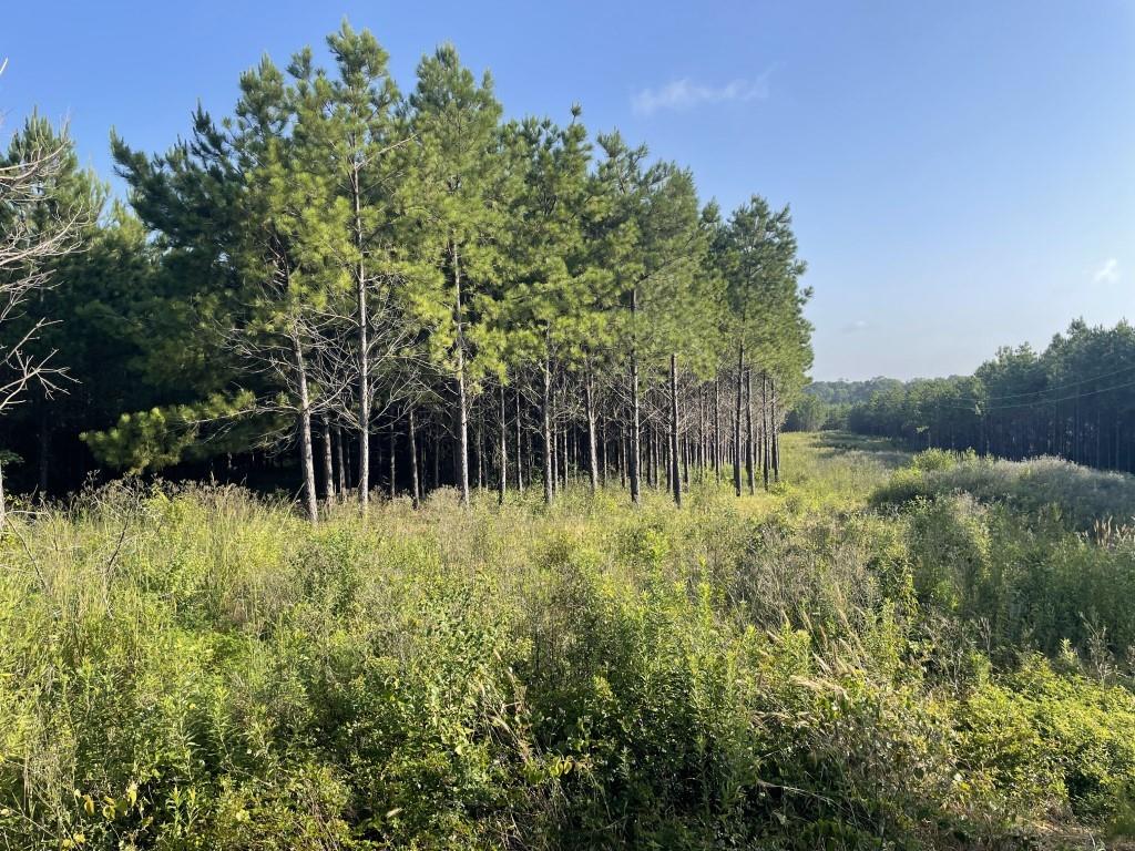 TBD (Lot 45) Cr 1060, Center, Texas image 3