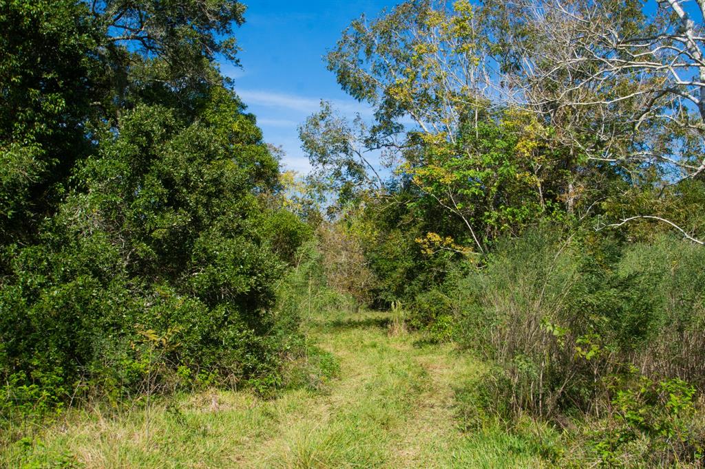 TBD Hwy 36, Jones Creek, Texas image 19