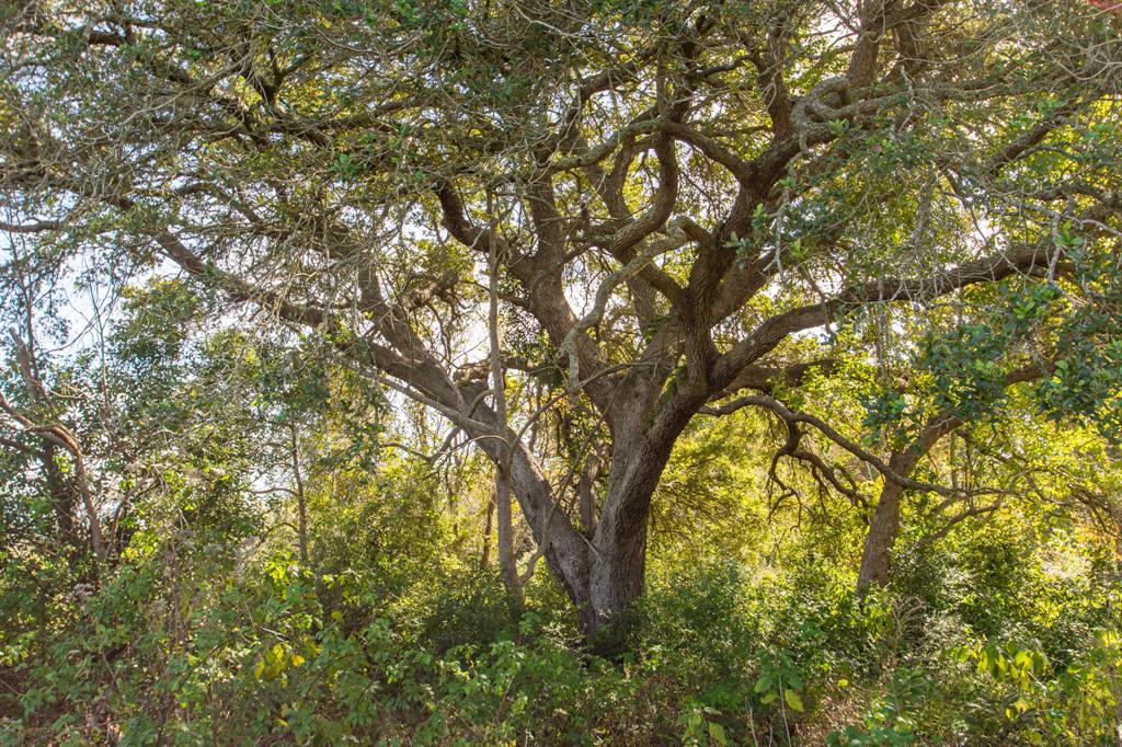 TBD Hwy 36, Jones Creek, Texas image 18