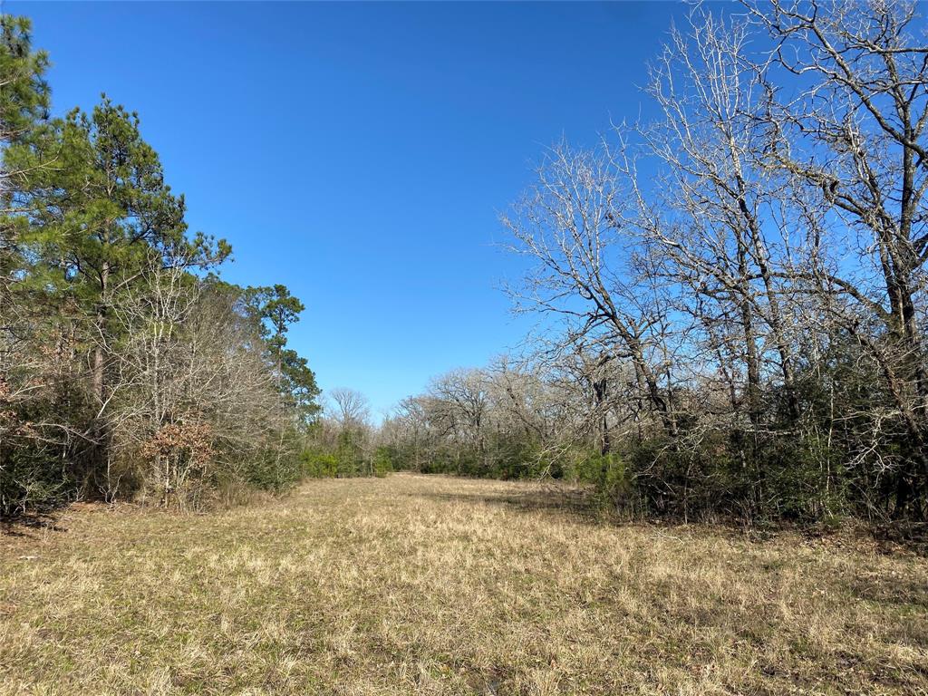 15 Acres Lot 8, Hwy 30, Bedias, Texas image 4