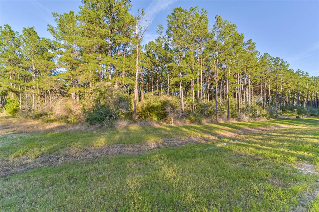 15774 Wooded Trail Way, Willis, Texas image 8