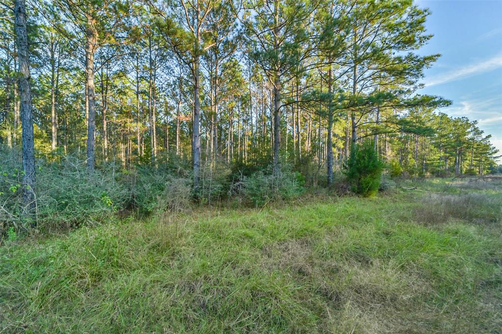 15774 Wooded Trail Way, Willis, Texas image 4