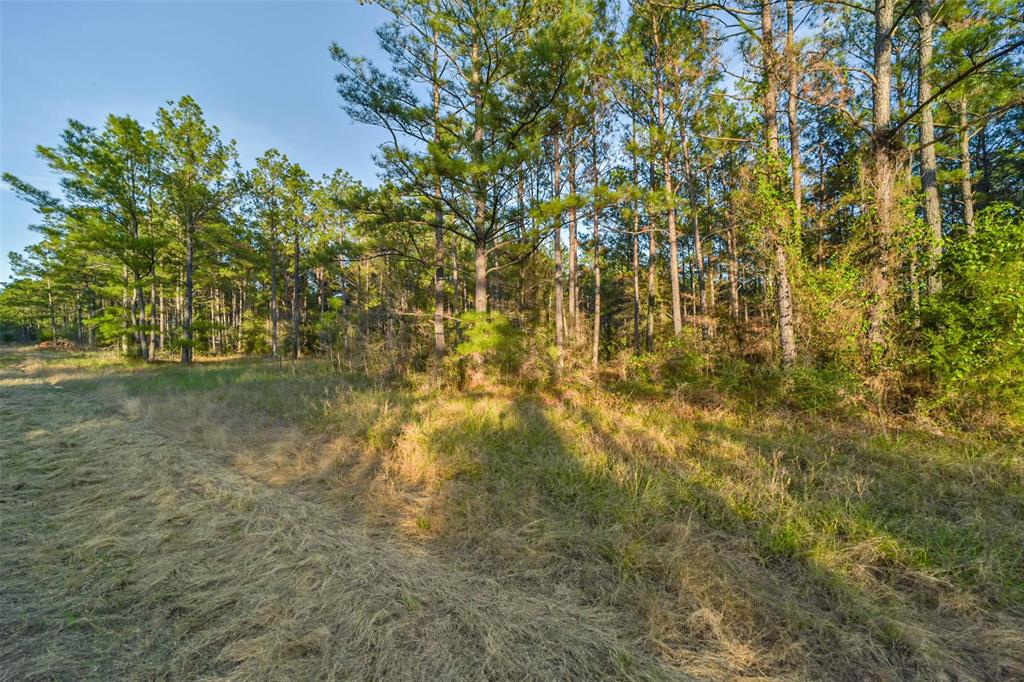 15774 Wooded Trail Way, Willis, Texas image 3