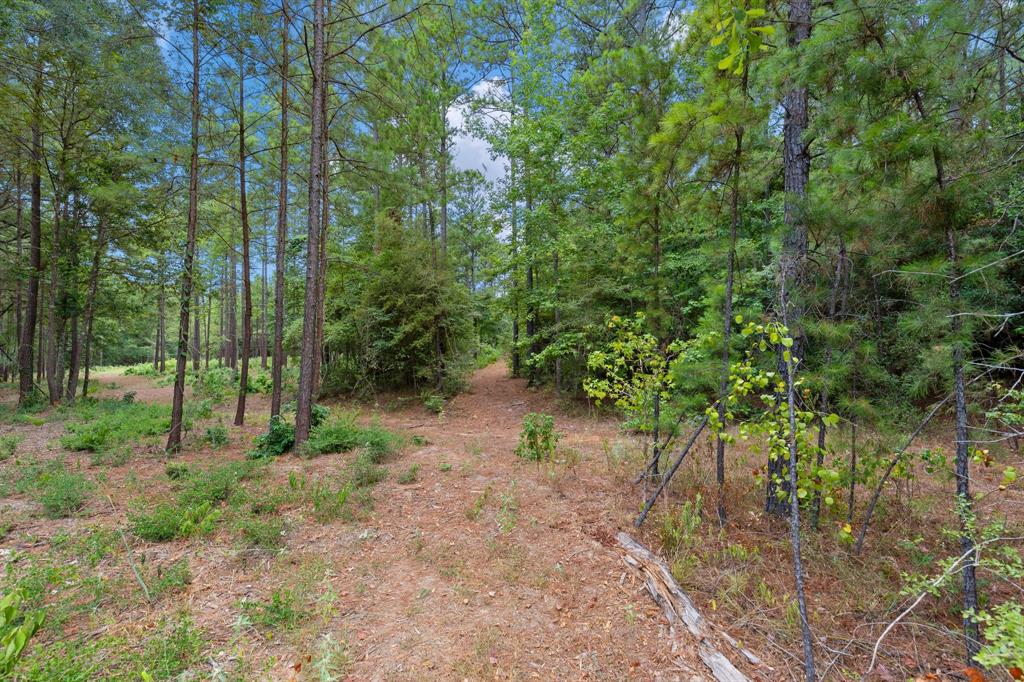 Lonestar Road, Huntsville, Texas image 25