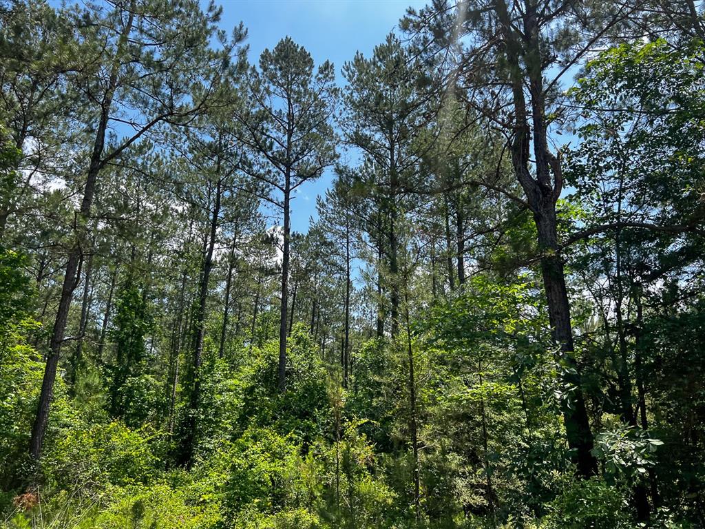 5 Highway 190, Oakhurst, Texas image 10