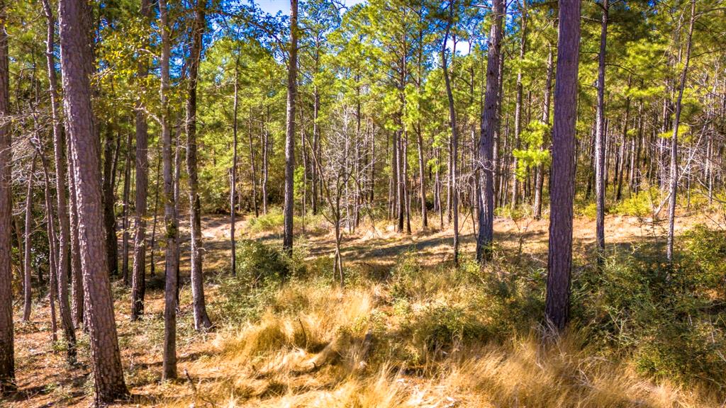 044 King Ranch Road South Road, Onalaska, Texas image 18