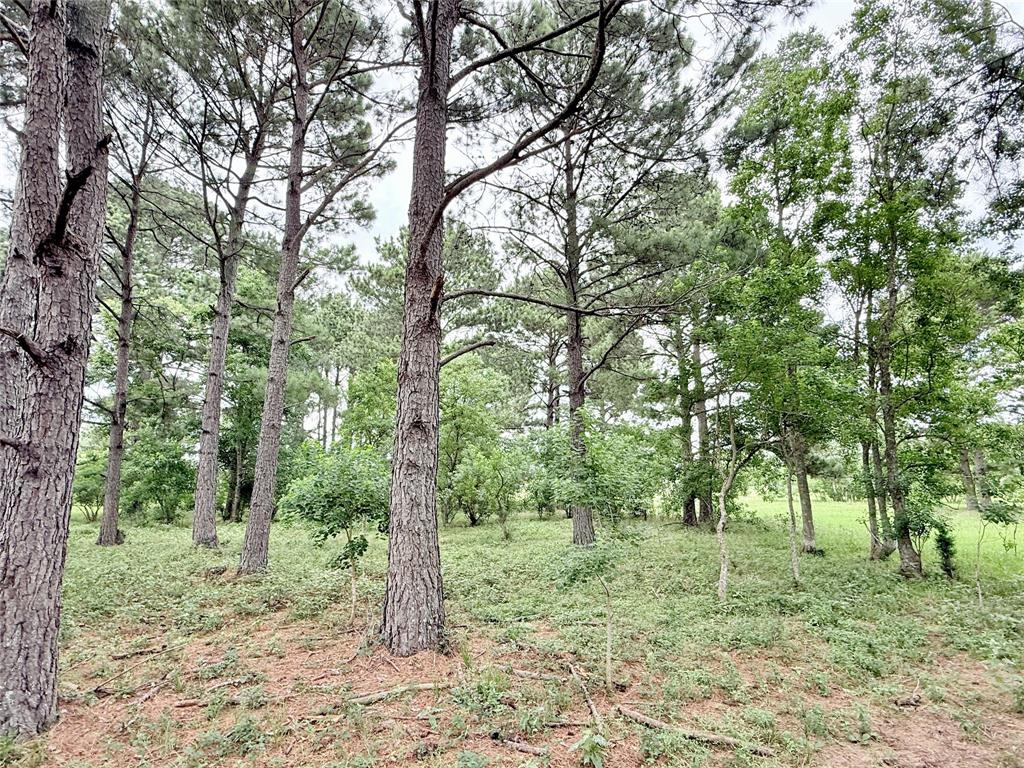 Binford Road Road, Waller, Texas image 3