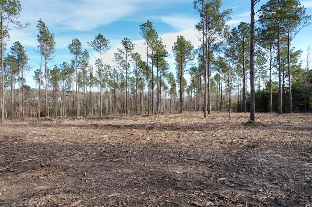 TRACT A County Road 4037, Timpson, Texas image 2