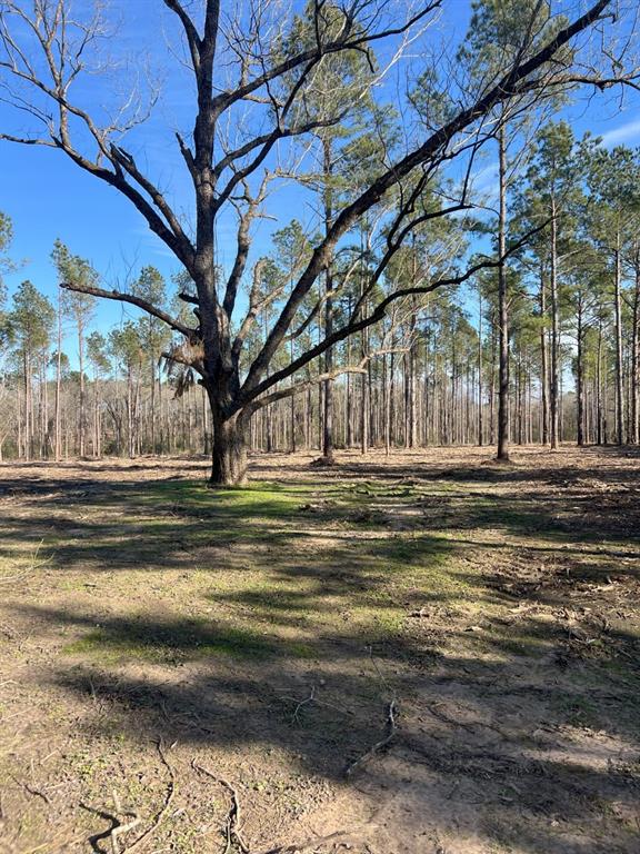 TRACT A County Road 4037, Timpson, Texas image 13