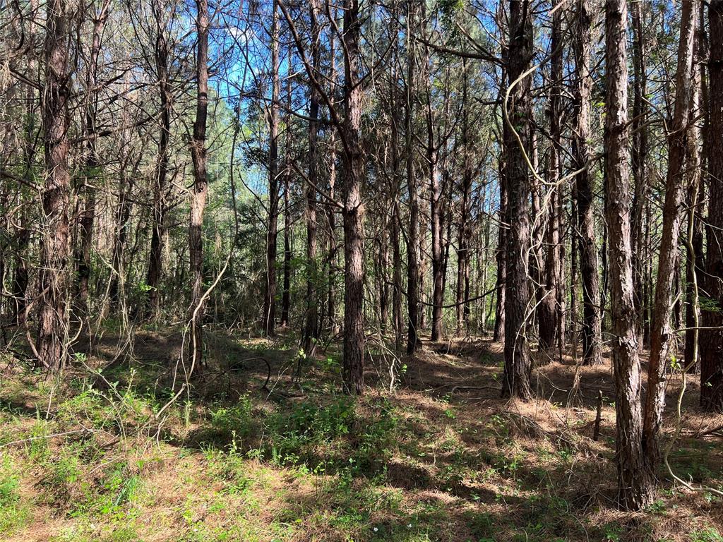 E Acorn Drive, Oakhurst, Texas image 16