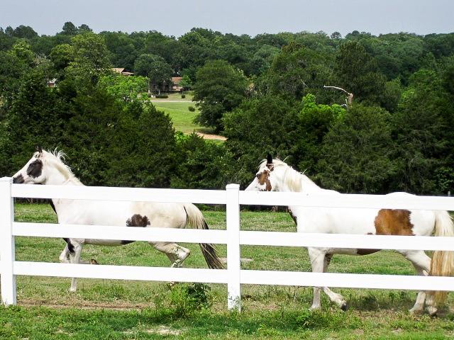 00 Meadowood Drive, Hilltop Lakes, Texas image 10