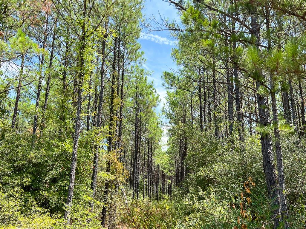 Muril, Matagorda, Texas image 10