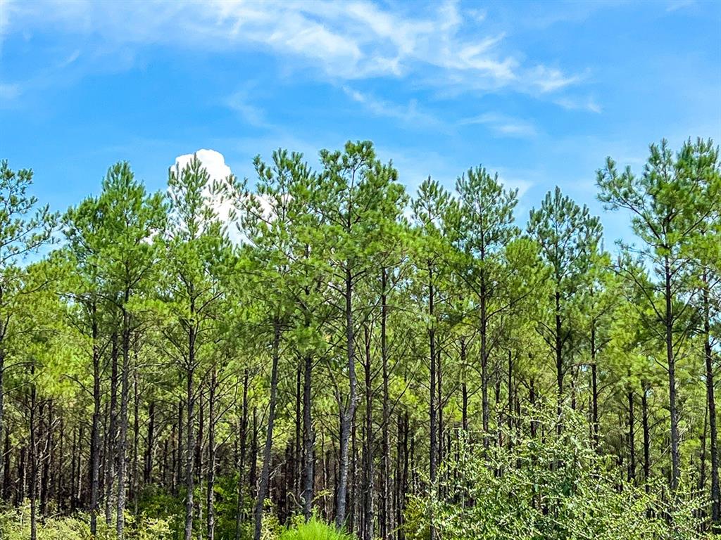 Muril, Matagorda, Texas image 9