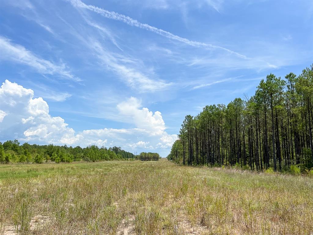 Muril, Matagorda, Texas image 6