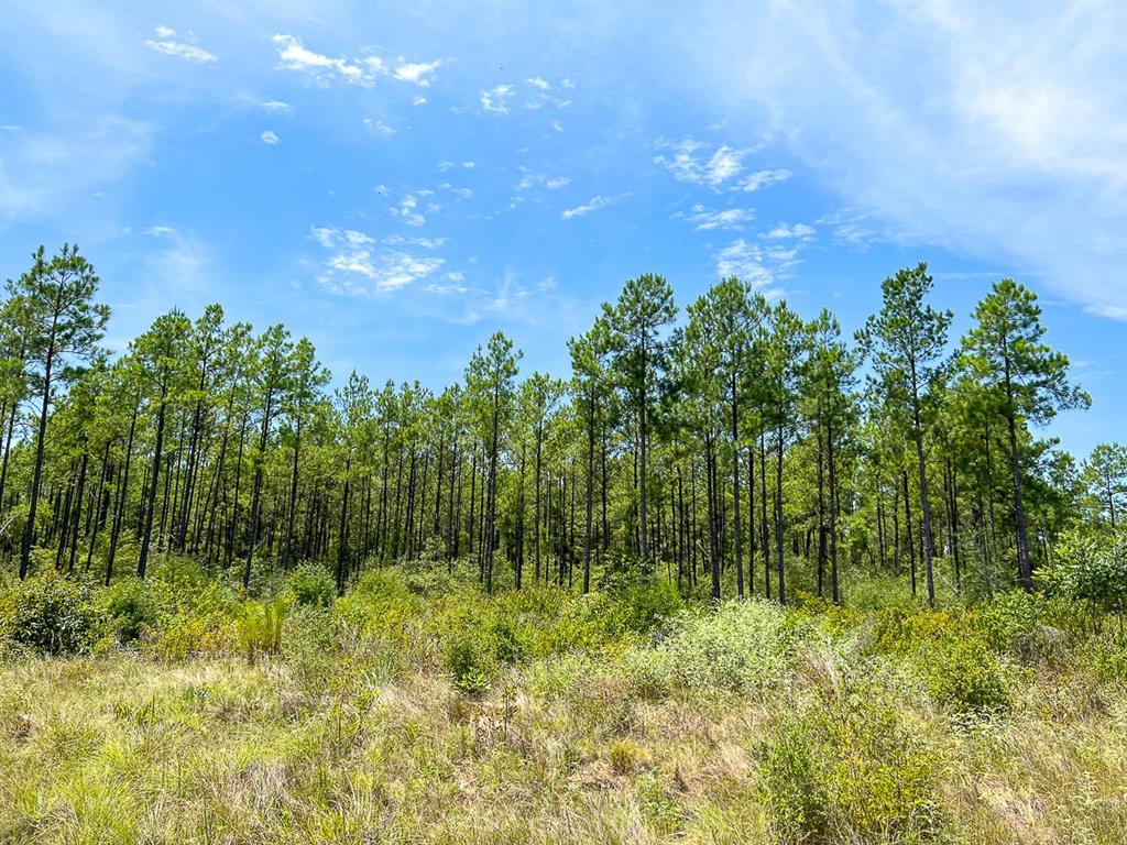 Muril, Matagorda, Texas image 3