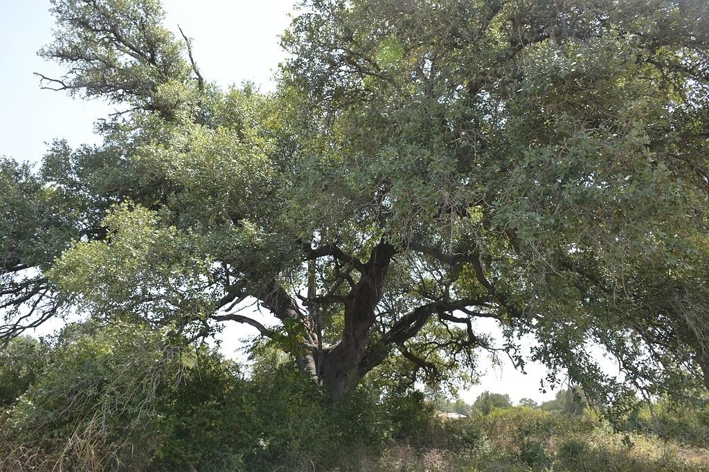 TBD Andreas Road, Round Top, Texas image 7