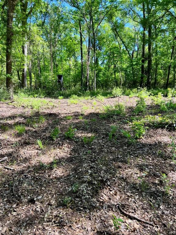 TBD County Road 2761, Buffalo, Texas image 8