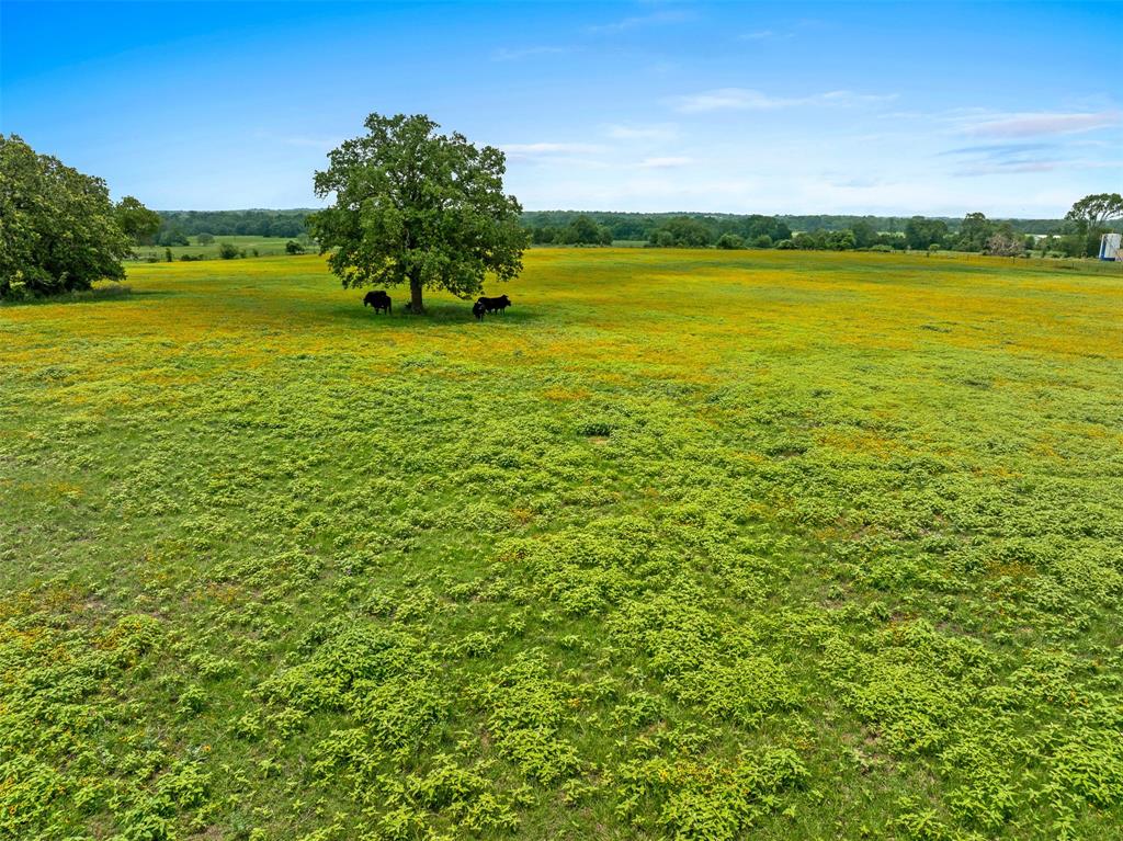 TBD Fm 141 - 43b, Giddings, Texas image 15