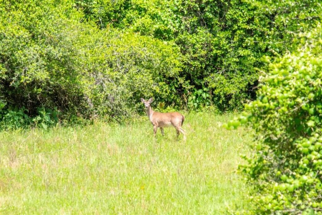 TBD Jackrabbit Lane, Bryan, Texas image 10