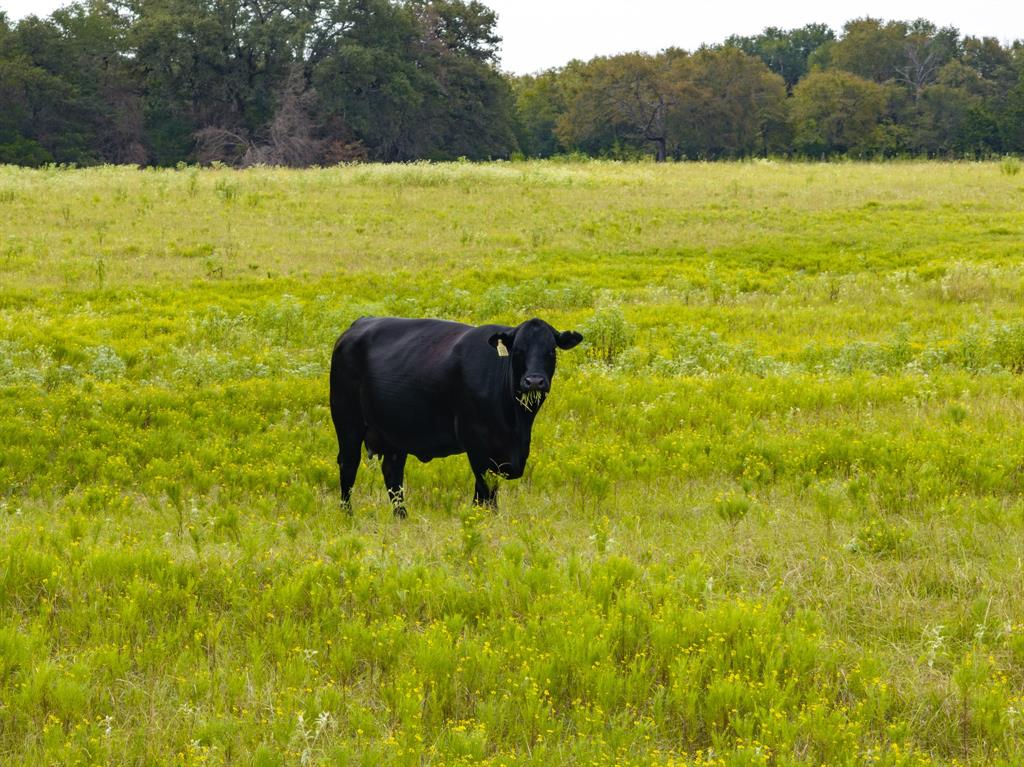 3220 Fm 1365, Mexia, Texas image 21